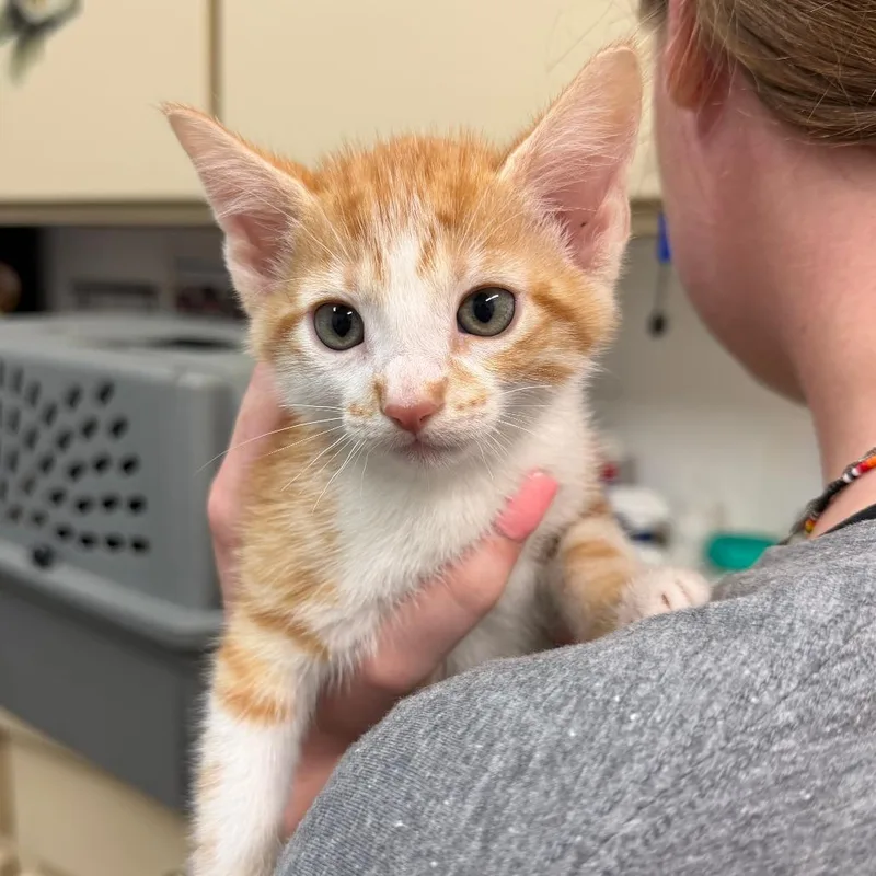 A baby small-sized male Orange / Red Domestic Short Hair cat named Kane for adoption in Ardmore, OK