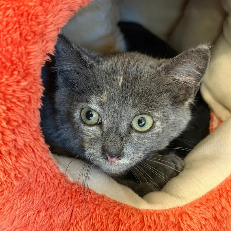 A baby small-sized female Tortoiseshell Domestic Short Hair cat named Bluebell for adoption in South Elgin, IL