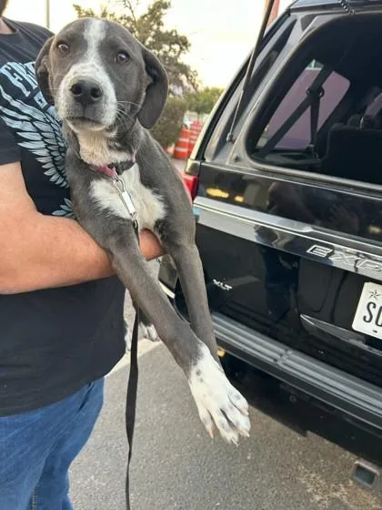 A young small-sized female Black Pit Bull Terrier dog named Dory for adoption in El Paso, TX
