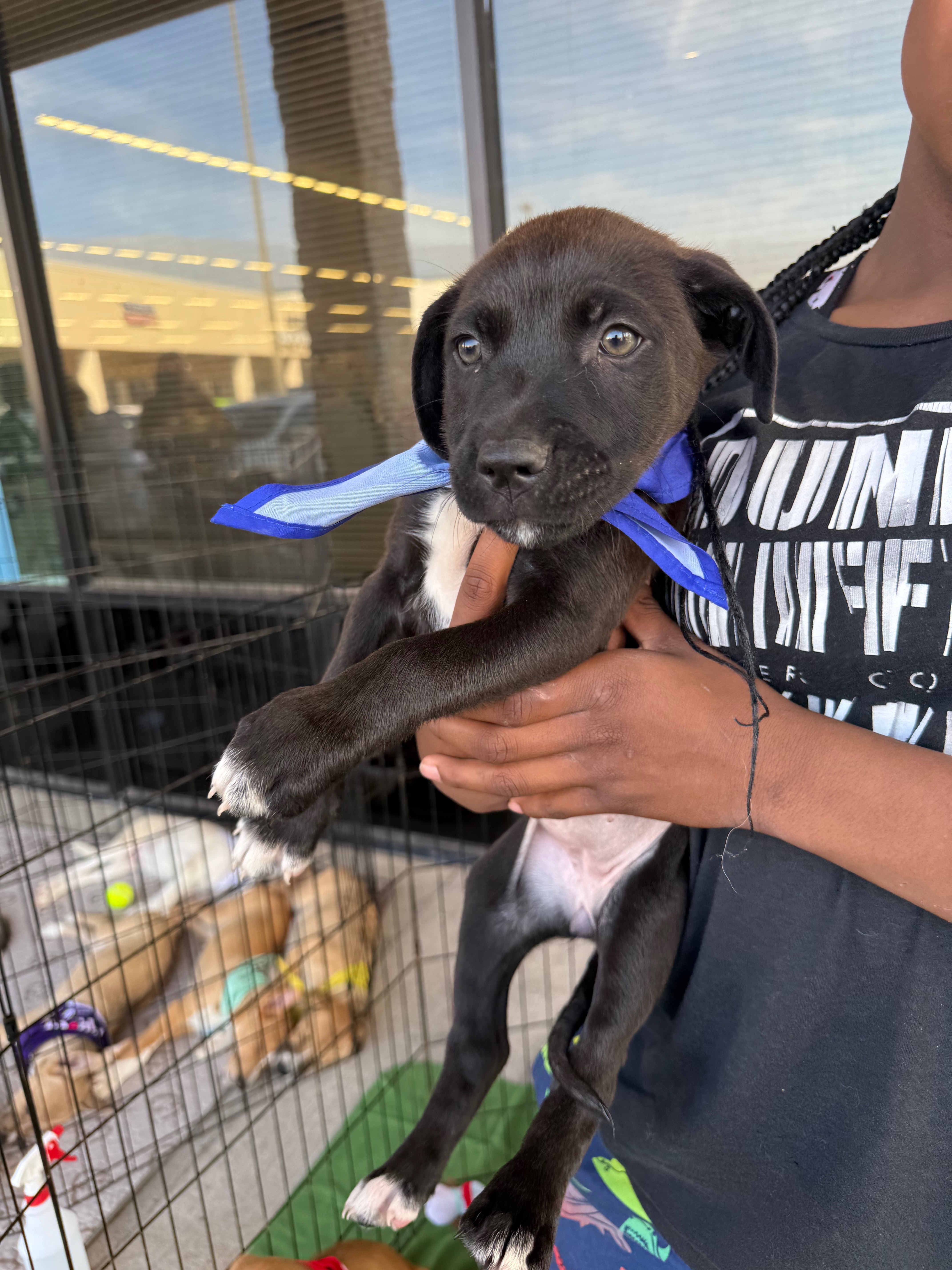 A young medium-sized female Black German Shepherd Dog dog named RoseNY for adoption in Magnolia, TX