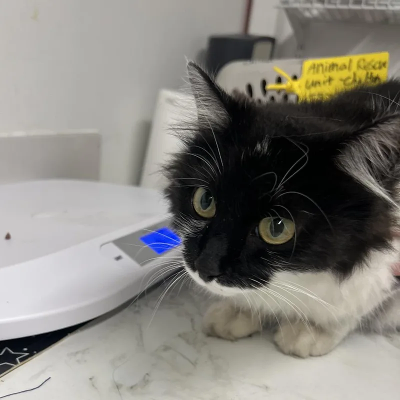 An adult medium-sized female Black Domestic Short Hair cat named Harley C for adoption in St. Louis, MO