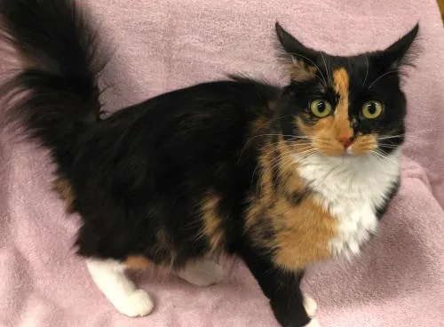 A young medium-sized female Domestic Medium Hair cat named Belle for adoption in Thief River Falls, MN