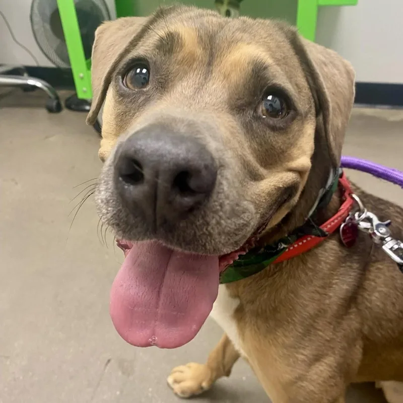 An adult medium-sized female Tricolor (Brown, Black, & White) American Staffordshire Terrier dog named Cora for adoption in Gilbert, AZ