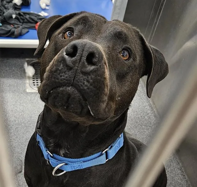 An adult large-sized female Mixed Breed dog named Bella for adoption in Dallas, TX