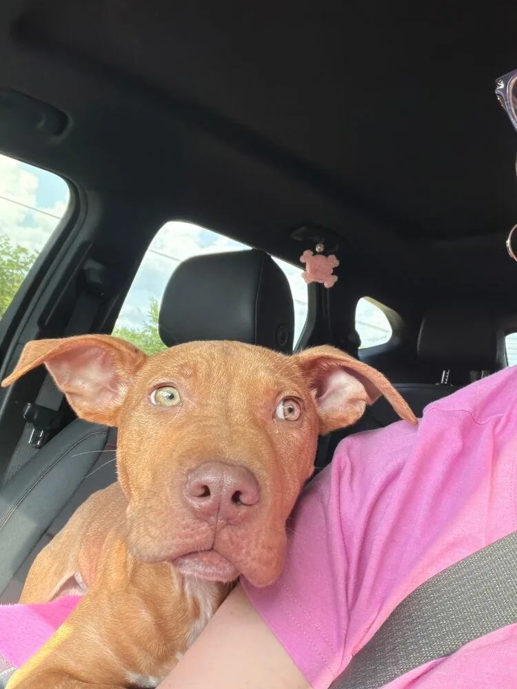 A baby medium-sized male Brown / Chocolate Terrier dog named Roux for adoption in Earleville, MD