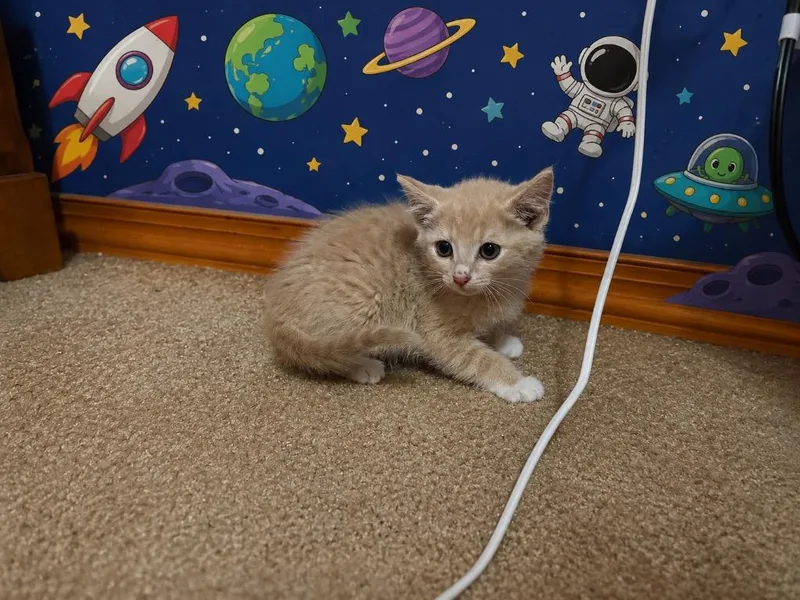 A baby medium-sized male Domestic Short Hair cat named Buzz for adoption in Johnson City, TN