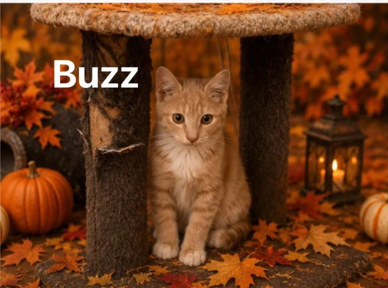 Buzz thumbnail 3