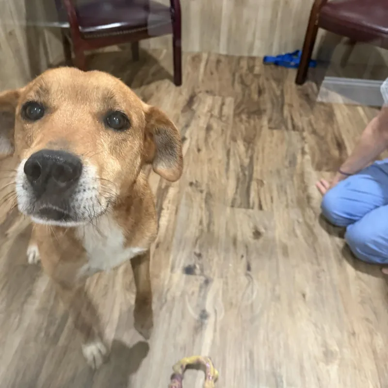 An adult medium-sized male Golden Mixed Breed dog named Skunk for adoption in Bryson City, NC