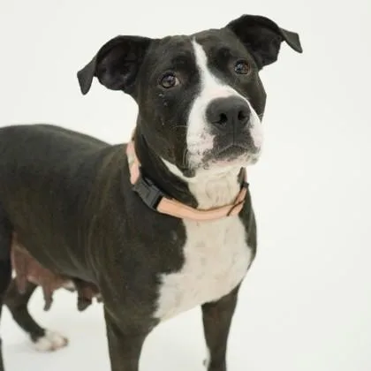 An adult medium-sized female Mixed Breed dog named Zula for adoption in Dallas, TX