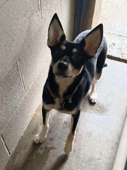 An adult medium-sized male Terrier dog named Bear Bear for adoption in Bowling Green, KY
