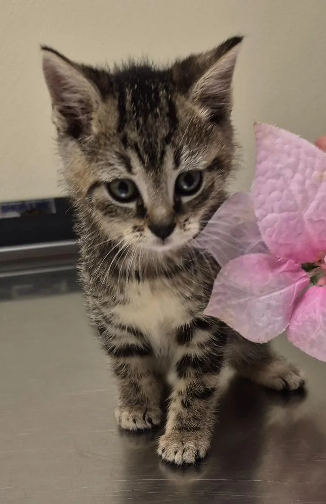 A baby medium-sized female Domestic Short Hair cat named Pythia for adoption in Christiansburg, VA