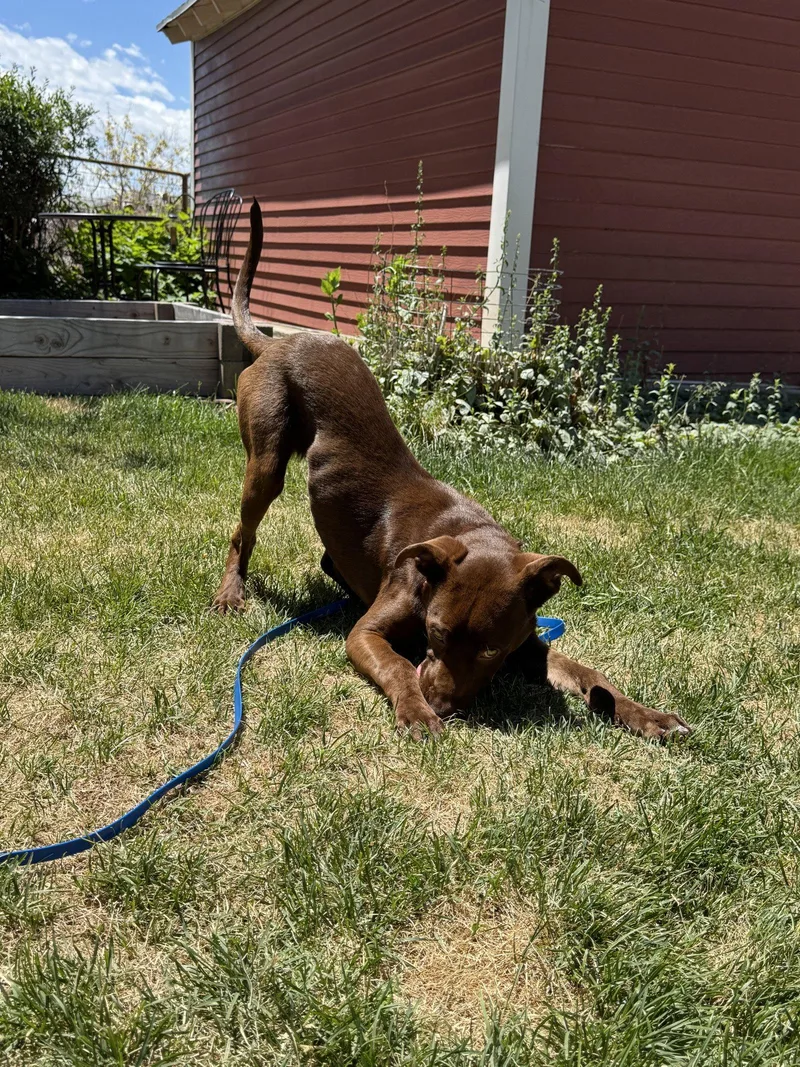 A young medium-sized female Labrador Retriever dog named Ruthie Ann for adoption in Salt Lake City, UT