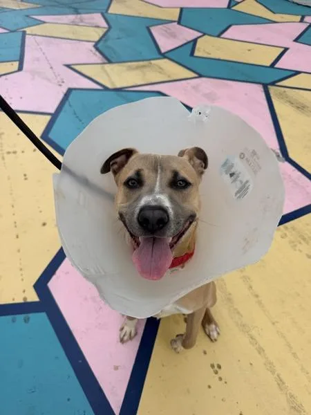 A young medium-sized male Pit Bull Terrier dog named Boots McPhearson for adoption in San Diego, CA