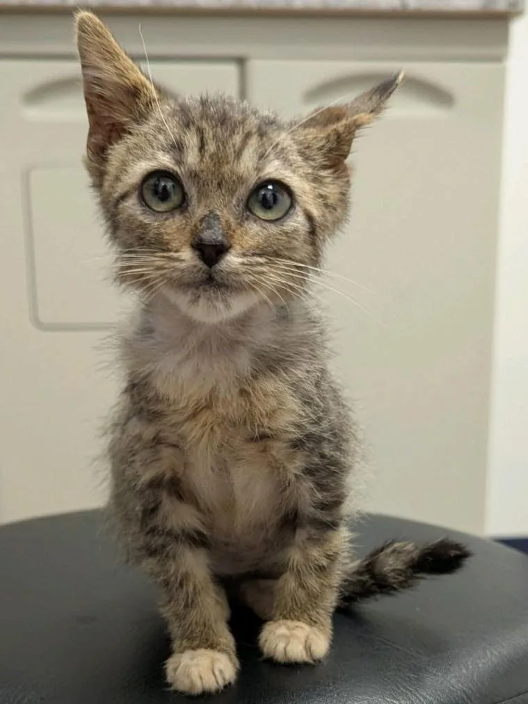 Yzma