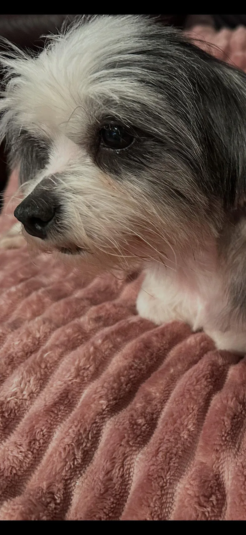 An adult small-sized female Maltese dog named Ariel Angel for adoption in Alpharetta, GA