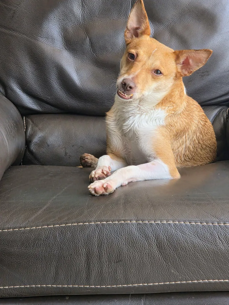 An adult small-sized female Mixed Breed dog named Ruby for adoption in Monticello, NY
