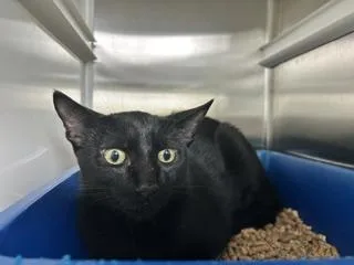 A young small-sized male Domestic Short Hair cat named Sniper for adoption in Pearland, TX