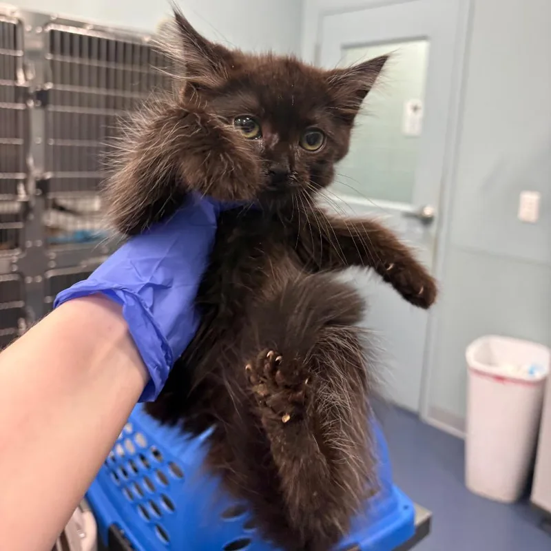 A baby small-sized female Black Domestic Short Hair cat named Pascal for adoption in Greensboro, NC