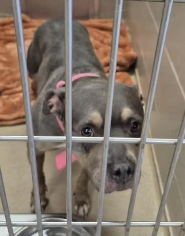 A young medium-sized female Pit Bull Terrier dog named Cookie for adoption in Decatur, IL