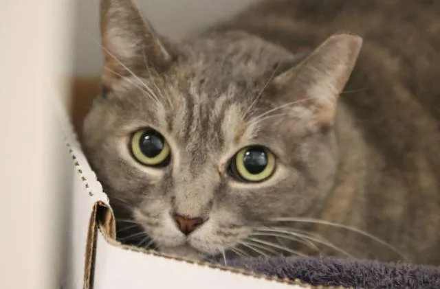 An adult small-sized female Domestic Short Hair cat named Momma for adoption in Tucson, AZ