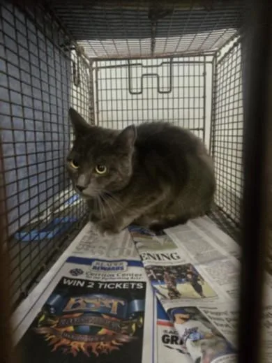 An adult medium-sized male Domestic Short Hair cat named Art for adoption in Los Angeles, CA