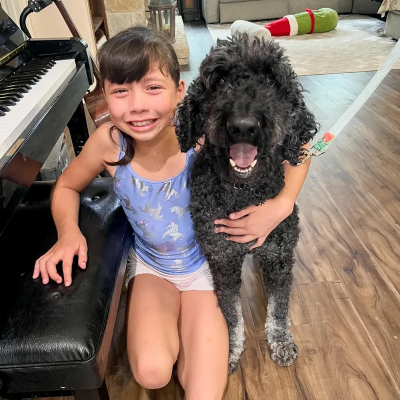 An adult large-sized male Black Standard Poodle dog named Louie for adoption in Southport, CT