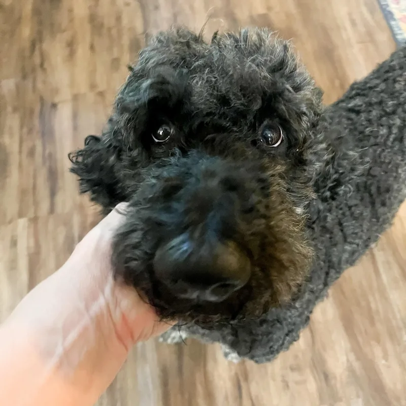 Louie thumbnail 5