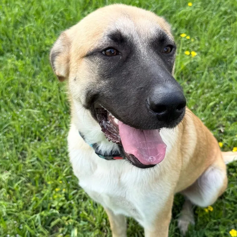 A young large-sized female Anatolian Shepherd dog named Serenity for adoption in Krum, TX