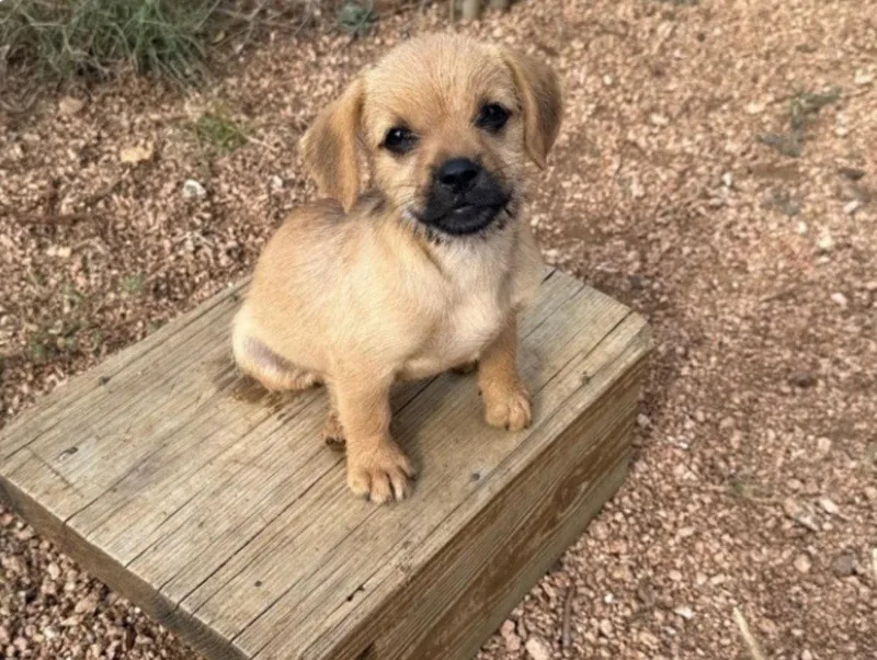 A baby small-sized female Spaniel dog named Squeaky for adoption in Bothell, WA