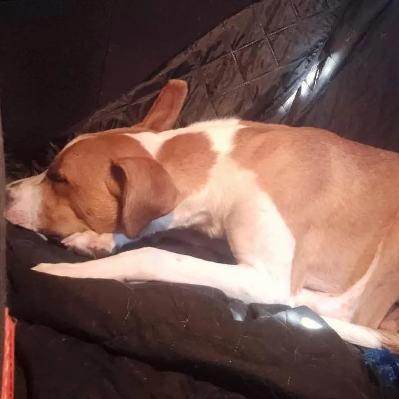 A young medium-sized male Brown / Chocolate Mixed Breed dog named PoPo for adoption in Asheville, NC