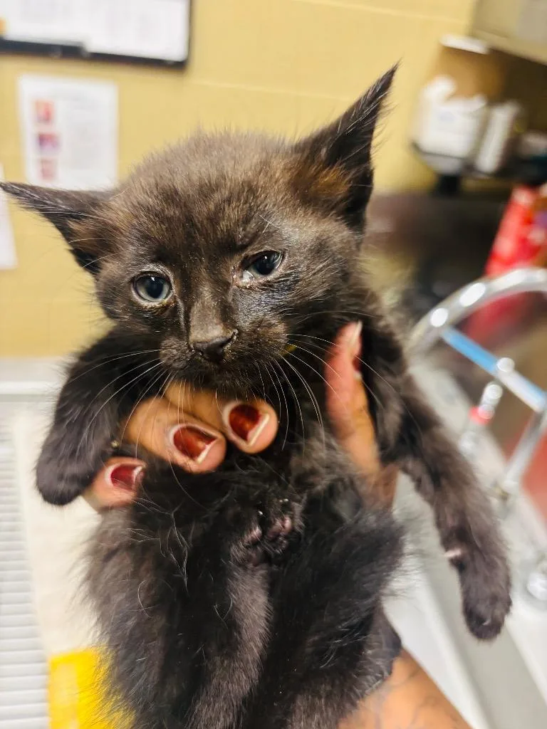 A baby small-sized female Domestic Short Hair cat named Charlie for adoption in Douglasville, GA