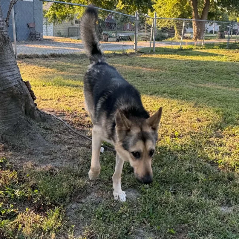 A young medium-sized male German Shepherd Dog dog named Marshall for adoption in Spring, TX