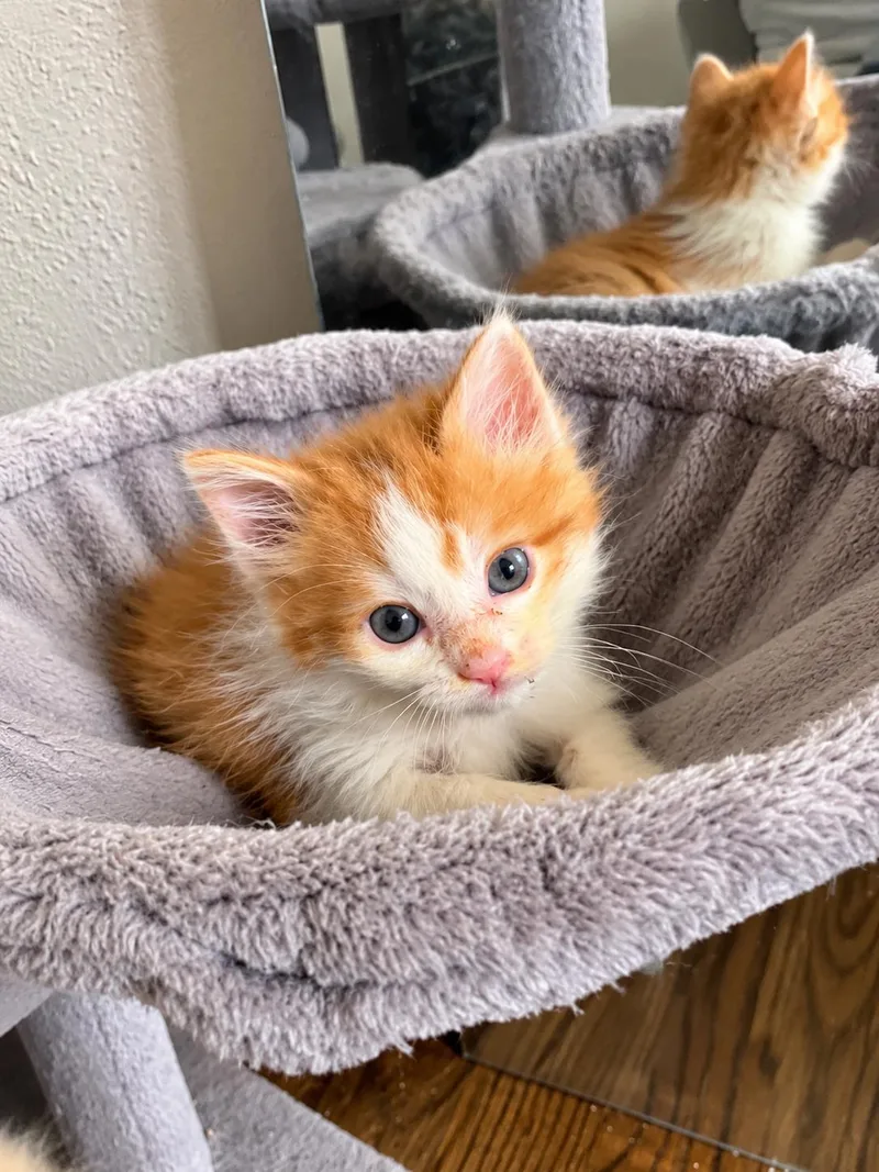 A baby small-sized female Domestic Long Hair cat named Clara for adoption in Long Beach, CA