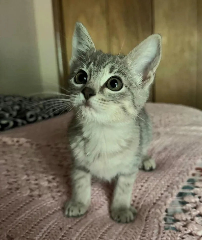 A baby small-sized male Gray / Blue / Silver Domestic Short Hair cat named Shark for adoption in Bossier City, LA