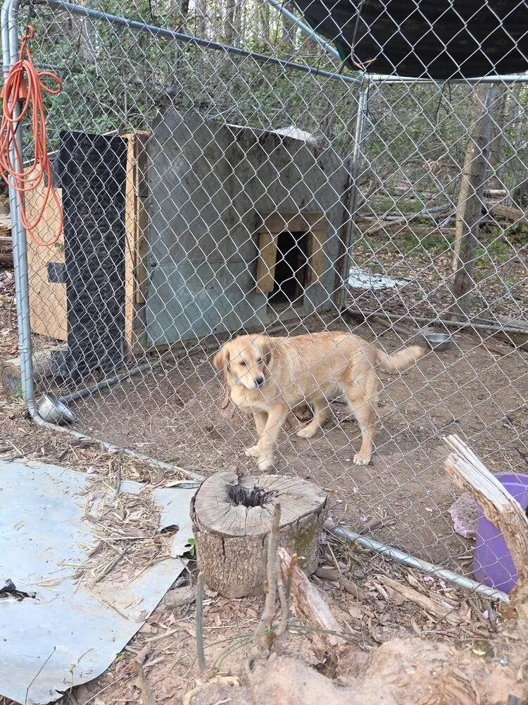 A baby medium-sized female Brown / Chocolate Great Pyrenees dog named Muffin for adoption in Louisa, VA