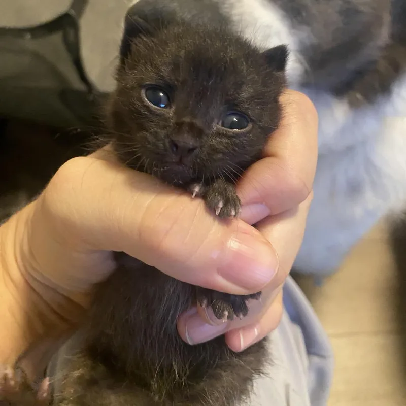 A baby small-sized male Black Domestic Short Hair cat named Ewok for adoption in Long Beach, CA