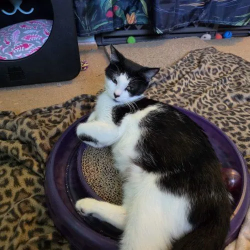 An adult small-sized female Domestic Short Hair cat named Sophia Estelle for adoption in Fishers, IN