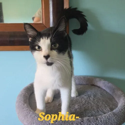 Sophia Estelle thumbnail 3