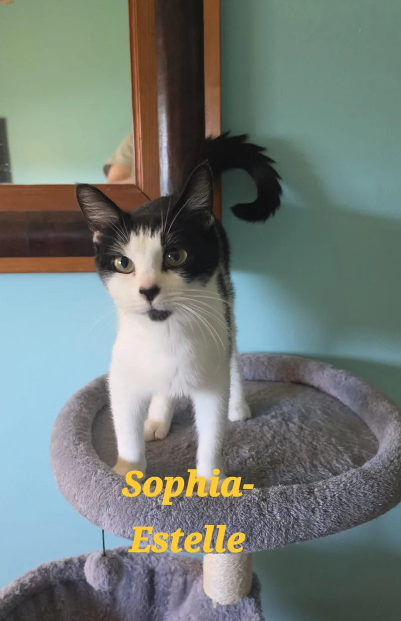 Sophia Estelle thumbnail 5