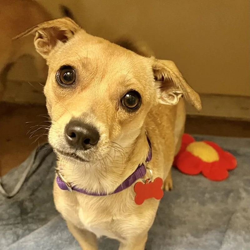 A young small-sized female Yellow / Tan / Blond / Fawn Chihuahua dog named Chaparra for adoption in Las Vegas, NV