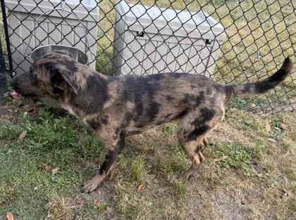 A young medium-sized female Plott Hound dog named Tuna for adoption in Conway, SC
