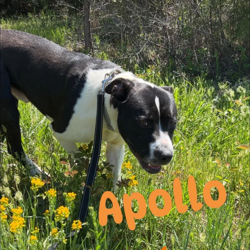 Apollo