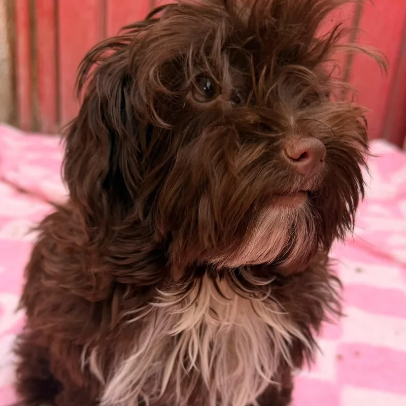 A baby small-sized male Brown / Chocolate Yorkshire Terrier dog named Mike for adoption in Rancho Santa Fe, CA