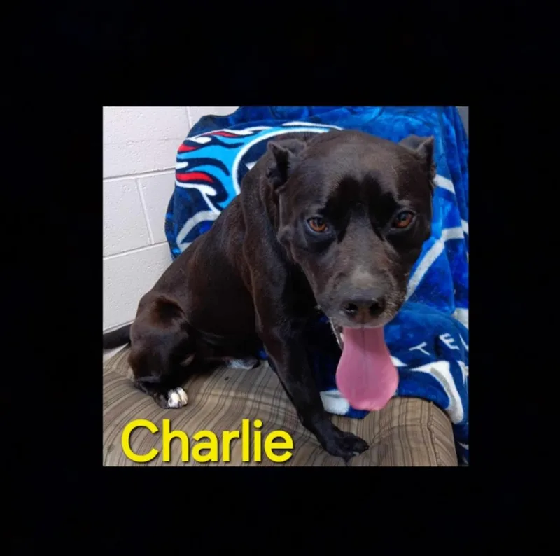 Charlie thumbnail 6