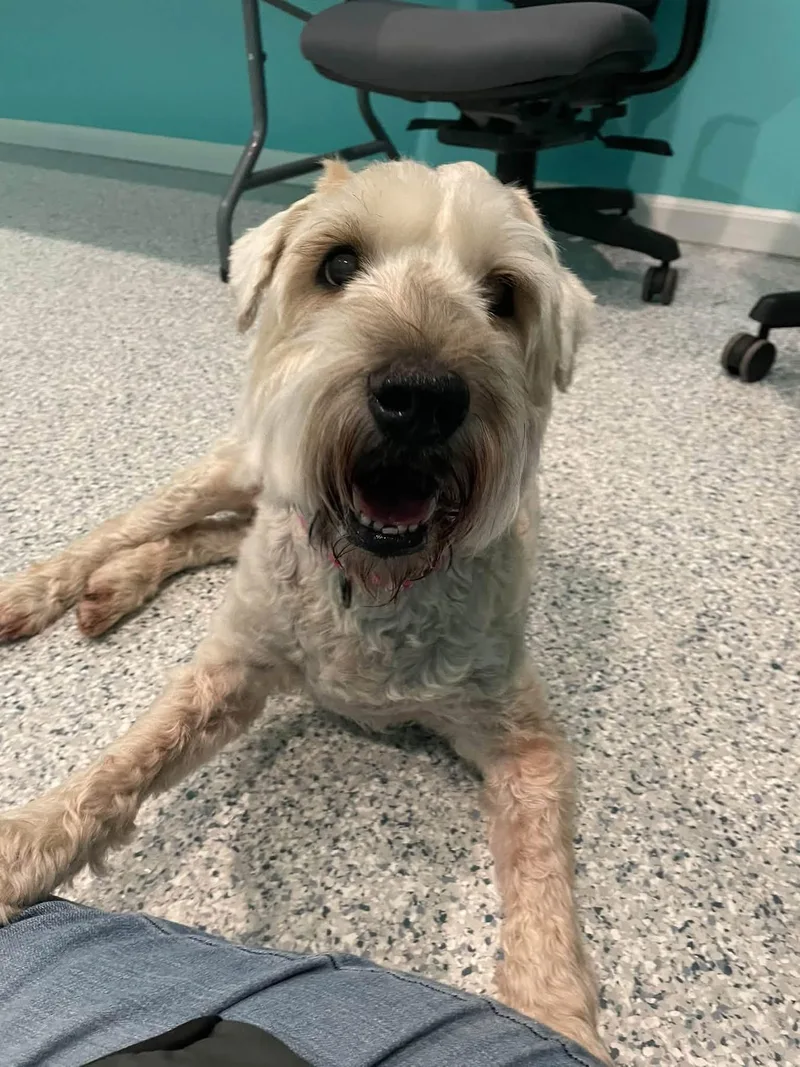 A senior medium-sized female Wheaten Terrier dog named Paisley for adoption in Hutchinson, MN