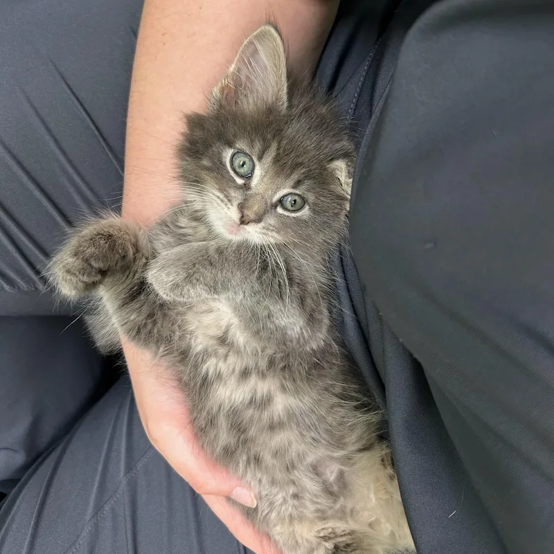 A baby medium-sized female Tabby (Gray / Blue / Silver) Domestic Short Hair cat named Sage for adoption in Kent, WA