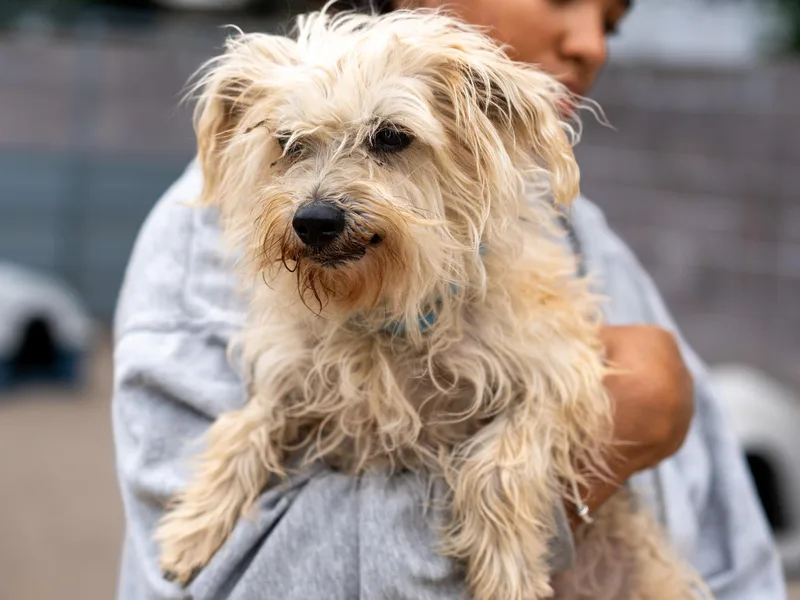 An adult small-sized female Yellow / Tan / Blond / Fawn Wirehaired Terrier dog named Nora for adoption in Fresno, CA