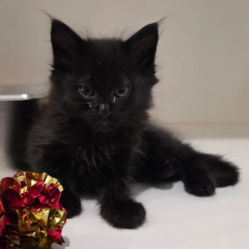 Milo