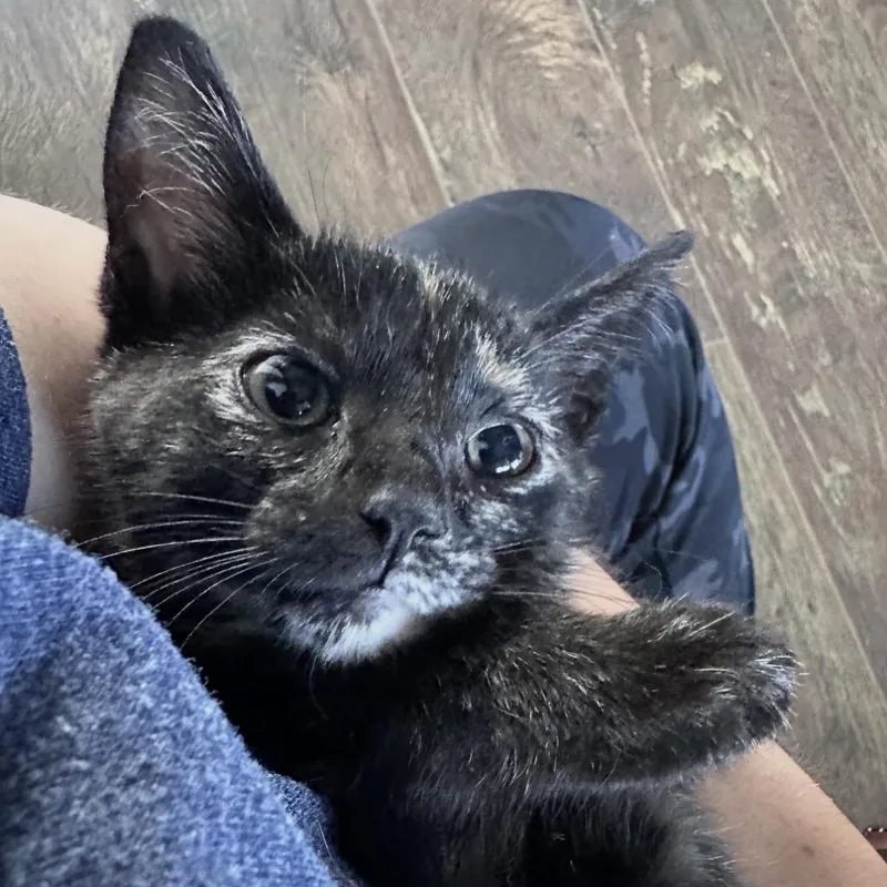 A baby small-sized female Torbie Domestic Short Hair cat named Whiskers for adoption in Normal, IL