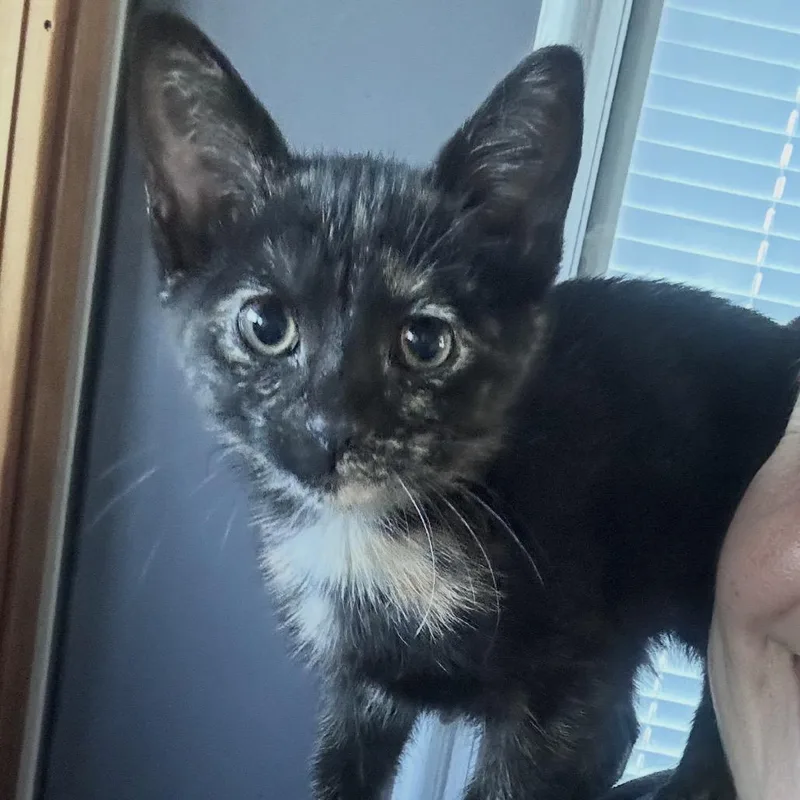 Whiskers thumbnail 2